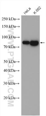 EIF4B Antibody in Western Blot (WB)