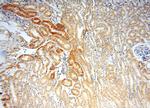 SNX5 Antibody in Immunohistochemistry (Paraffin) (IHC (P))