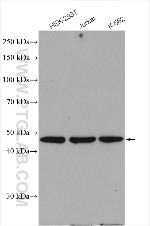 SNX5 Antibody in Western Blot (WB)