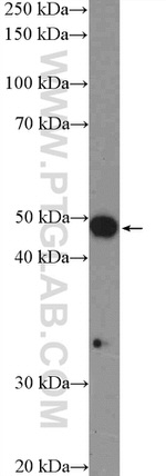 SNX5 Antibody in Western Blot (WB)