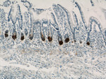 DEFA6 Antibody in Immunohistochemistry (Paraffin) (IHC (P))