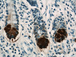 DEFA6 Antibody in Immunohistochemistry (Paraffin) (IHC (P))