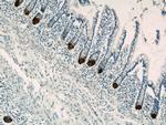 DEFA6 Antibody in Immunohistochemistry (Paraffin) (IHC (P))