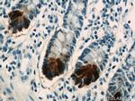 DEFA6 Antibody in Immunohistochemistry (Paraffin) (IHC (P))