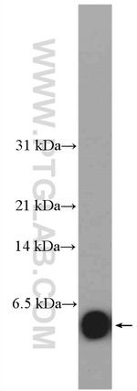 DEFA6 Antibody in Western Blot (WB)