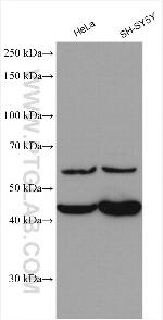 PTPRR Antibody in Western Blot (WB)