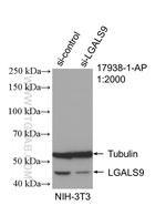 Galectin 9 Antibody in Western Blot (WB)