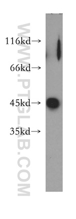 Galectin 9 Antibody in Western Blot (WB)