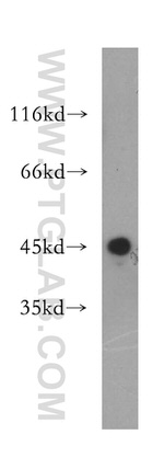 Galectin 9 Antibody in Western Blot (WB)