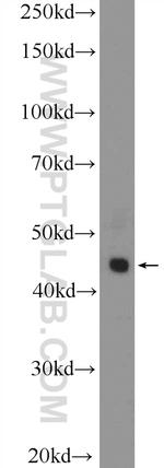 Galectin 9 Antibody in Western Blot (WB)