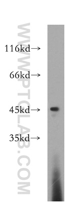 Galectin 9 Antibody in Western Blot (WB)