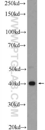 Galectin 9 Antibody in Western Blot (WB)