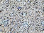 RGN/SMP30 Antibody in Immunohistochemistry (Paraffin) (IHC (P))