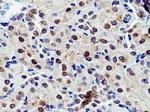 RGN/SMP30 Antibody in Immunohistochemistry (Paraffin) (IHC (P))