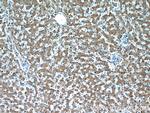 RGN/SMP30 Antibody in Immunohistochemistry (Paraffin) (IHC (P))