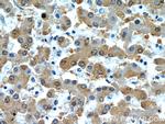 RGN/SMP30 Antibody in Immunohistochemistry (Paraffin) (IHC (P))