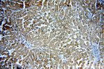 RGN/SMP30 Antibody in Immunohistochemistry (Paraffin) (IHC (P))