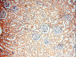 GPR177 Antibody in Immunohistochemistry (Paraffin) (IHC (P))