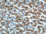 GPR177 Antibody in Immunohistochemistry (Paraffin) (IHC (P))