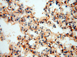 GPR177 Antibody in Immunohistochemistry (Paraffin) (IHC (P))