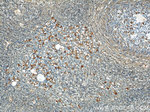 GPR177 Antibody in Immunohistochemistry (Paraffin) (IHC (P))