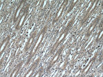 GPR177 Antibody in Immunohistochemistry (Paraffin) (IHC (P))