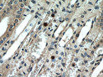 GPR177 Antibody in Immunohistochemistry (Paraffin) (IHC (P))