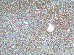 GPR177 Antibody in Immunohistochemistry (Paraffin) (IHC (P))