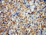 GPR177 Antibody in Immunohistochemistry (Paraffin) (IHC (P))