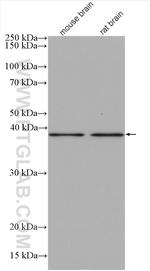 GPR177 Antibody in Western Blot (WB)