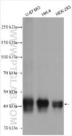 GPR177 Antibody in Western Blot (WB)