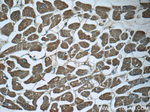 SRR Antibody in Immunohistochemistry (Paraffin) (IHC (P))