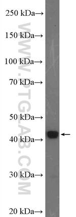 FUT1 Antibody in Western Blot (WB)