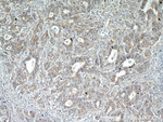 LOX Antibody in Immunohistochemistry (Paraffin) (IHC (P))