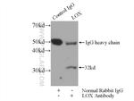 LOX Antibody in Immunoprecipitation (IP)