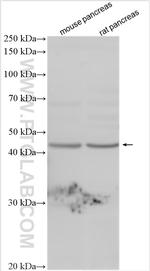 OPCML Antibody in Western Blot (WB)