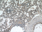 RASIP1 Antibody in Immunohistochemistry (Paraffin) (IHC (P))