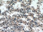 RASIP1 Antibody in Immunohistochemistry (Paraffin) (IHC (P))