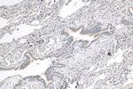 RASIP1 Antibody in Immunohistochemistry (Paraffin) (IHC (P))