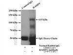 RASIP1 Antibody in Immunoprecipitation (IP)