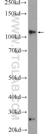 RASIP1 Antibody in Western Blot (WB)