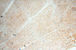 BPHL Antibody in Immunohistochemistry (Paraffin) (IHC (P))