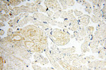 BPHL Antibody in Immunohistochemistry (Paraffin) (IHC (P))