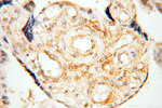 BPHL Antibody in Immunohistochemistry (Paraffin) (IHC (P))