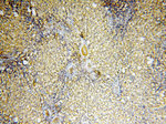 BPHL Antibody in Immunohistochemistry (Paraffin) (IHC (P))