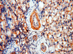 BPHL Antibody in Immunohistochemistry (Paraffin) (IHC (P))