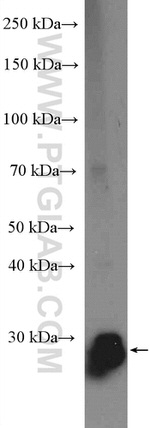 BPHL Antibody in Western Blot (WB)