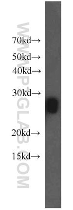 MIP Antibody in Western Blot (WB)