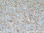 UGT8 Antibody in Immunohistochemistry (Paraffin) (IHC (P))