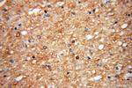 UGT8 Antibody in Immunohistochemistry (Paraffin) (IHC (P))